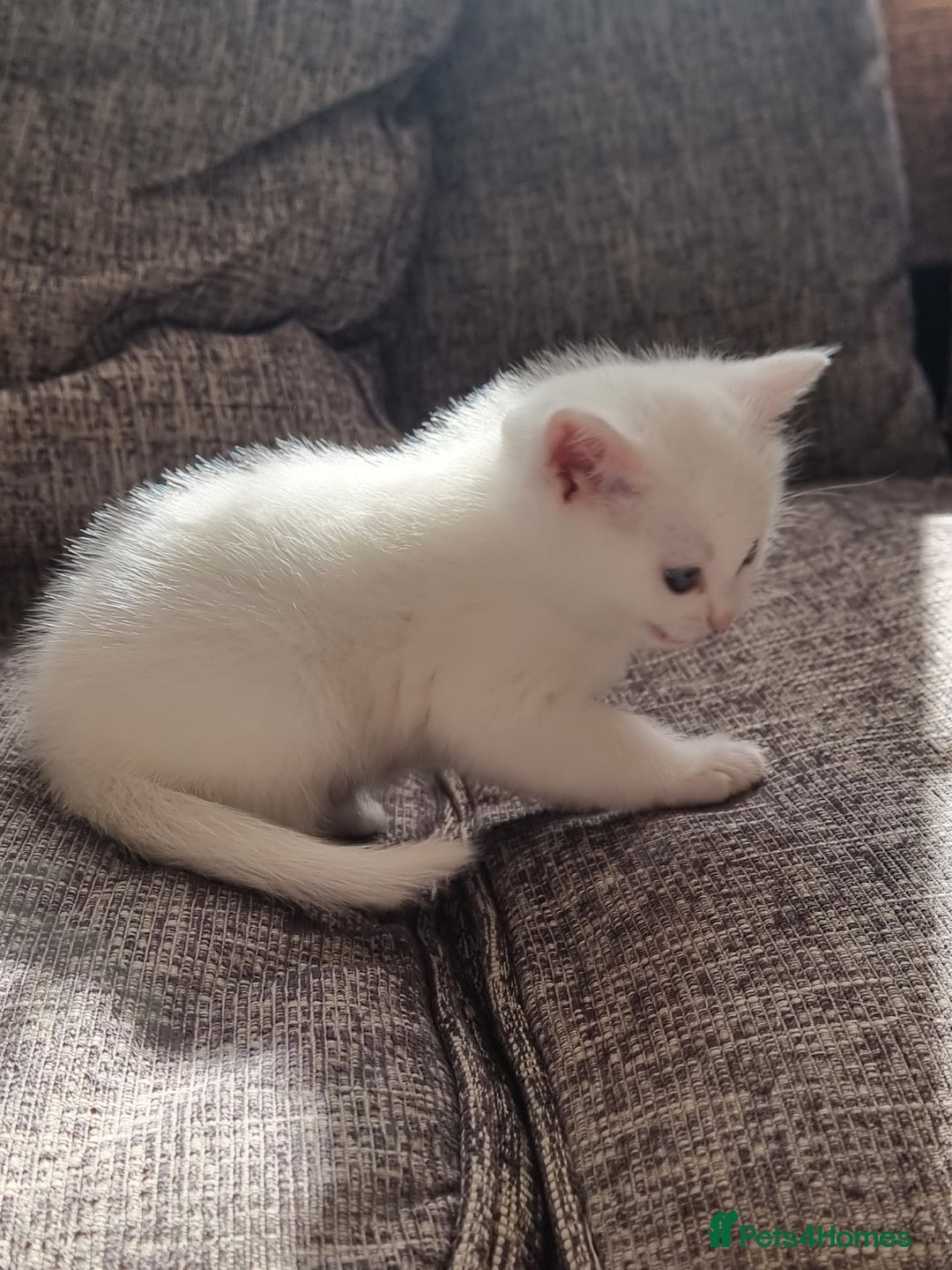 Domestic Shorthair cats for sale: Kittens for sale  - Image 5
