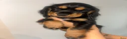 Cocker Spaniel dogs for sale: Beautiful english cocker spaniels leave 24th July  - Advert 16