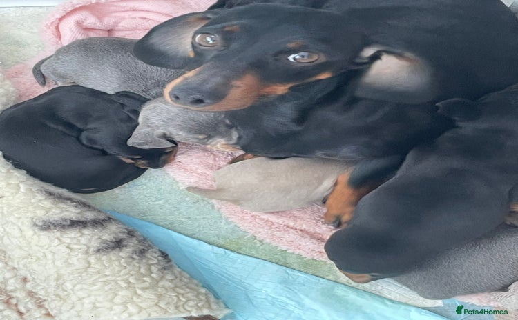 Dachshund dogs Dachshund  - Advert 1