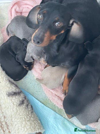 Dachshund dogs Dachshund - Advert 1