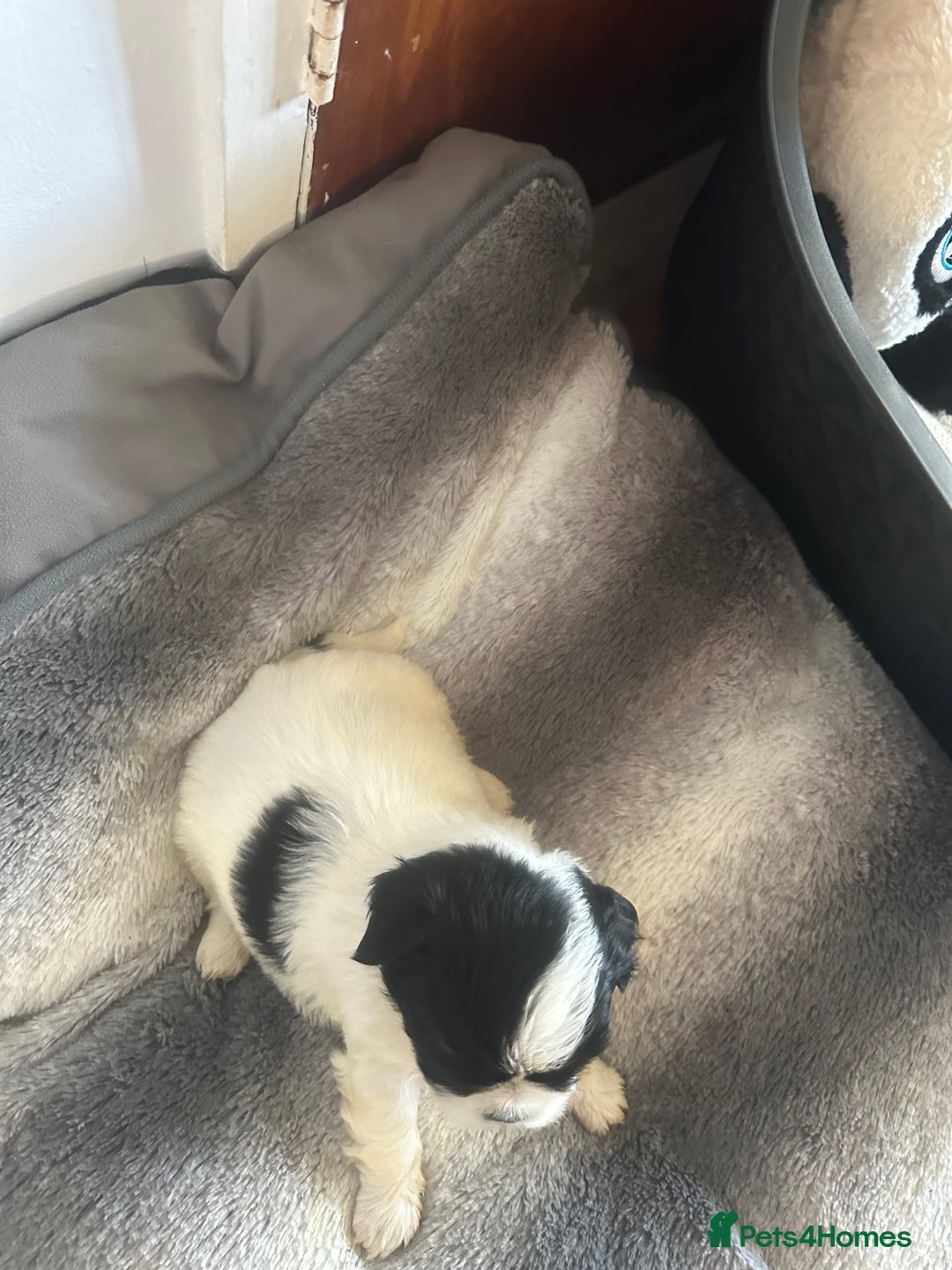 Shihpoo dogs for sale: Beautiful shihpoo puppies for sale - Advert 2