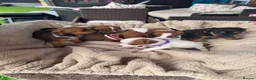 Jack Russell dogs for sale: stunning Jackrussel puppies - Advert 8