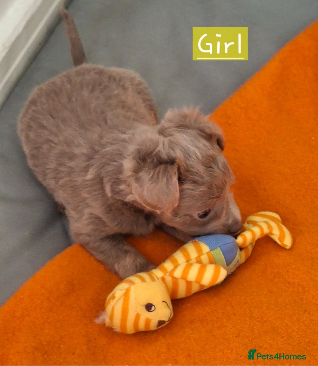 Russian Toy Terrier dogs for sale: Pure blood Russian Toy smooth and long haired - Image 15