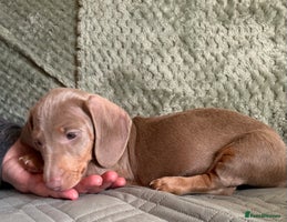 Miniature Dachshund dogs - Advert 5