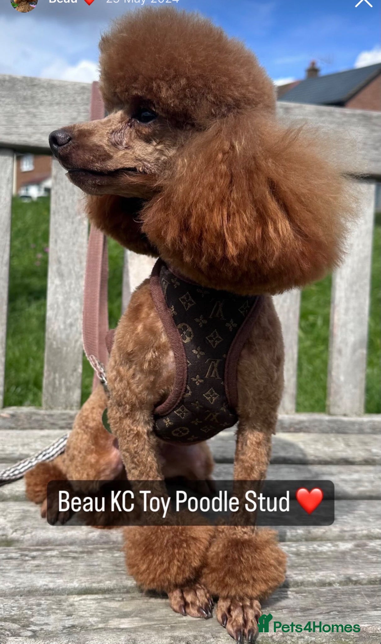 Toy Poodle dogs for sale: Beautiful Toy Poodle Available-One Girl & Boy 🐾❤️ - Advert 10