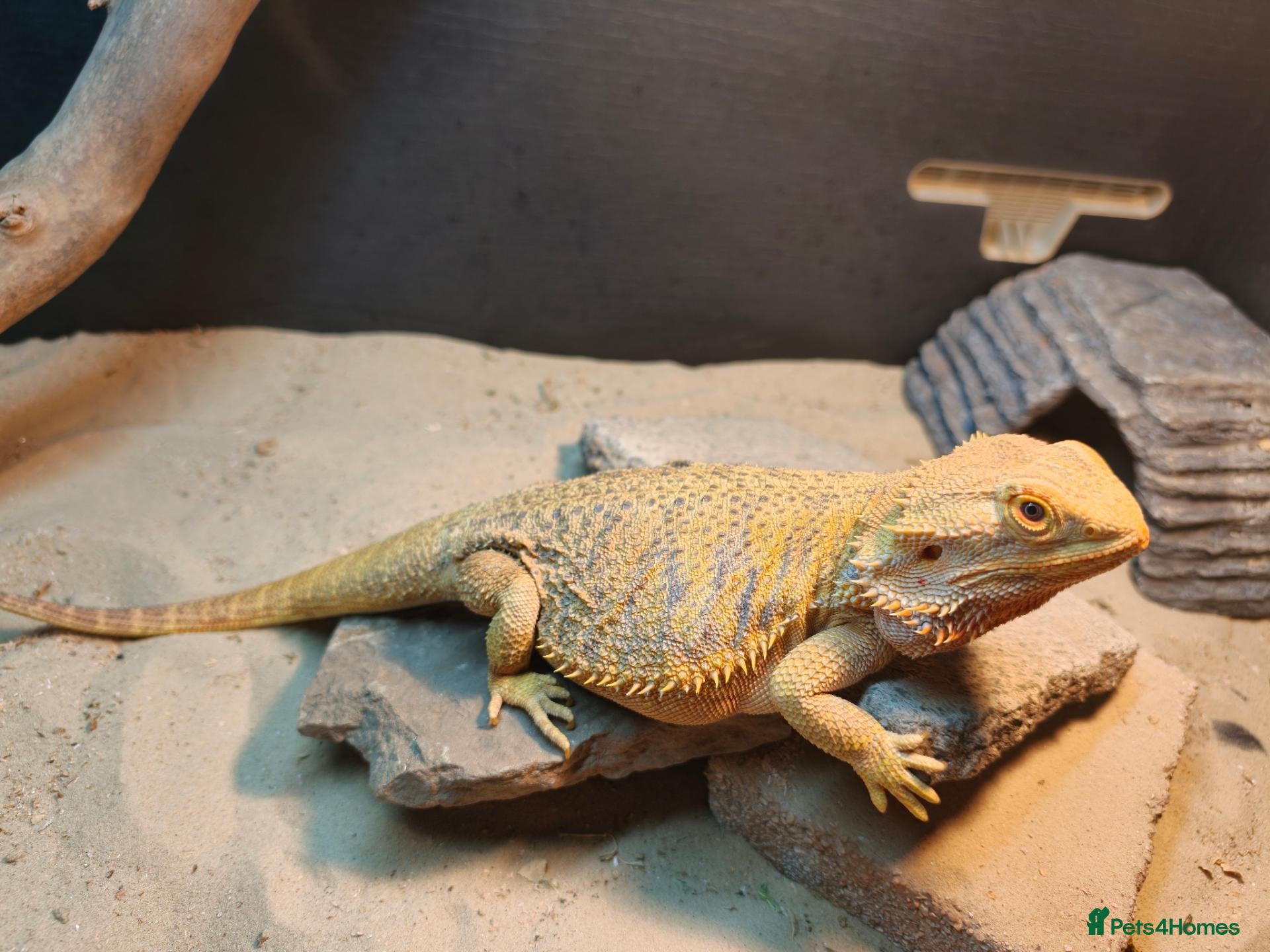 Bearded Dragon reptiles Bearded dragon+ set up - Advert 1
