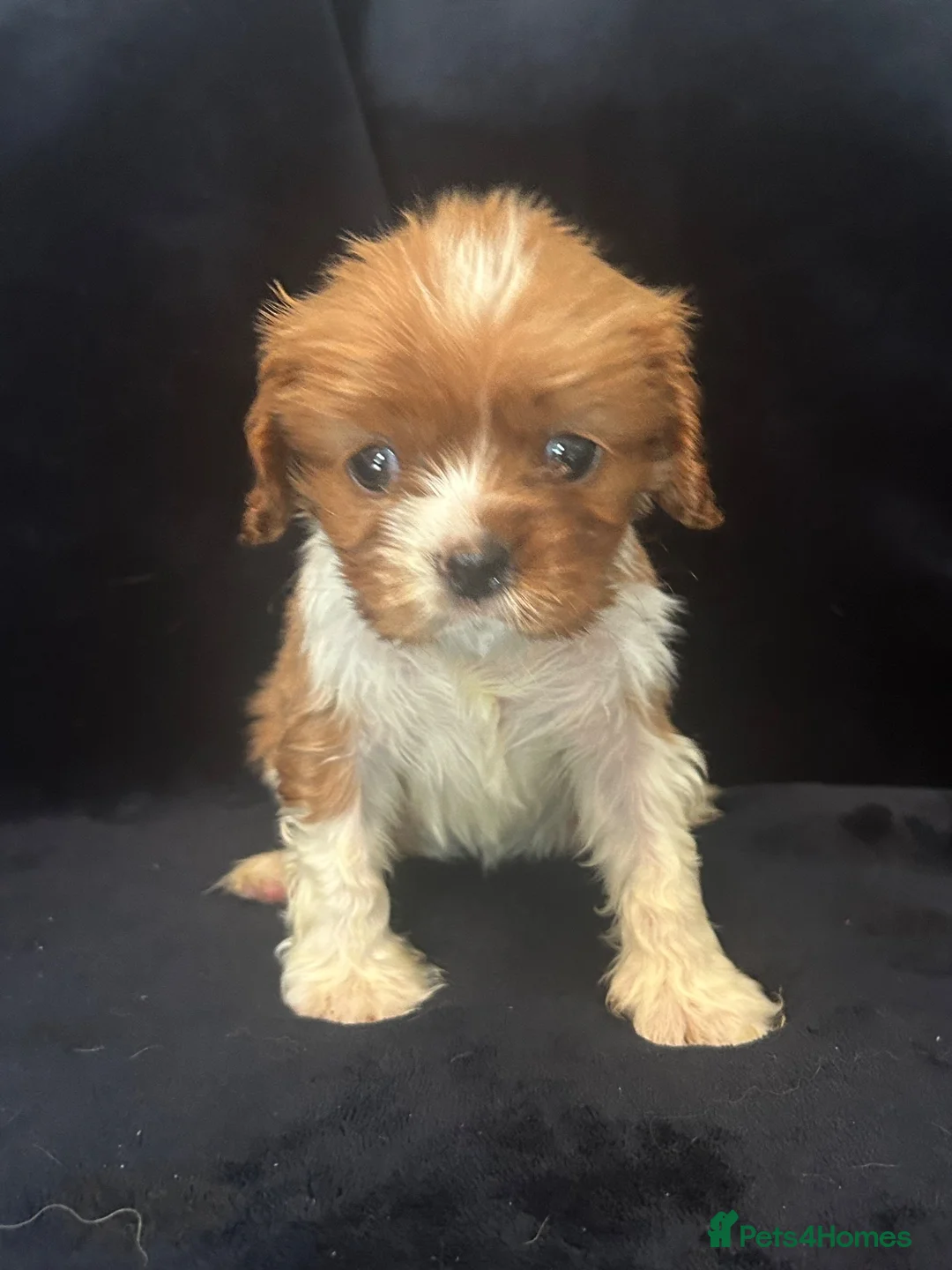 Cavalier King Charles Spaniel dogs for sale: Gorgeous puppies looking for there forever home  - Advert 12