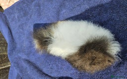 Guinea Pig rodents for sale: 3 young male guinea pigs available - Image 11