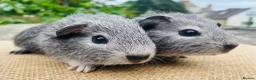 Guinea Pig rodents for sale: Guinea pigs for loving new homes - Advert 9