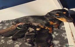 Miniature Dachshund dogs for sale: Adorable Miniature Dachshund Puppies - Image 2
