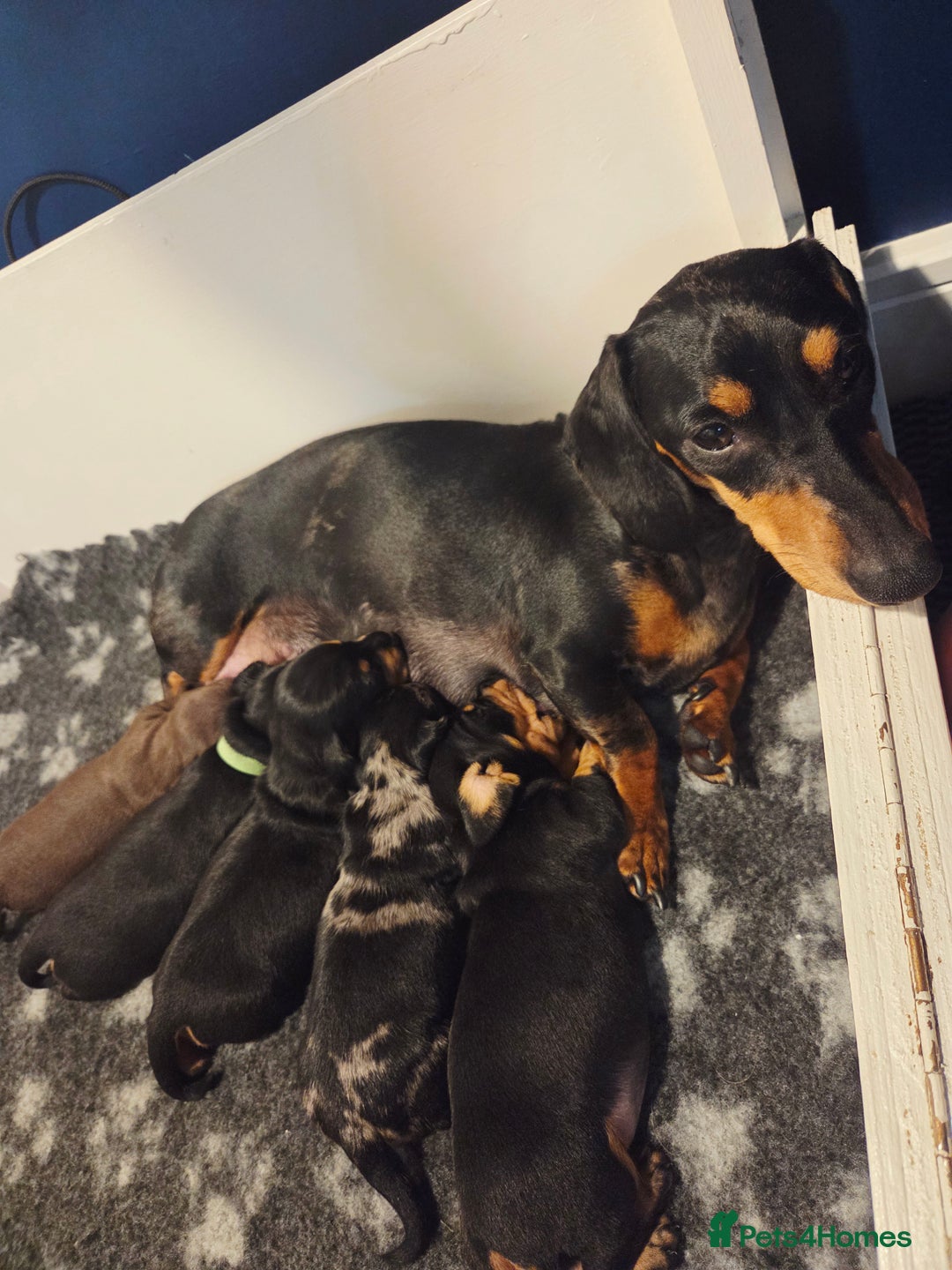 Miniature Dachshund dogs for sale: Adorable Miniature Dachshund Puppies - Image 2