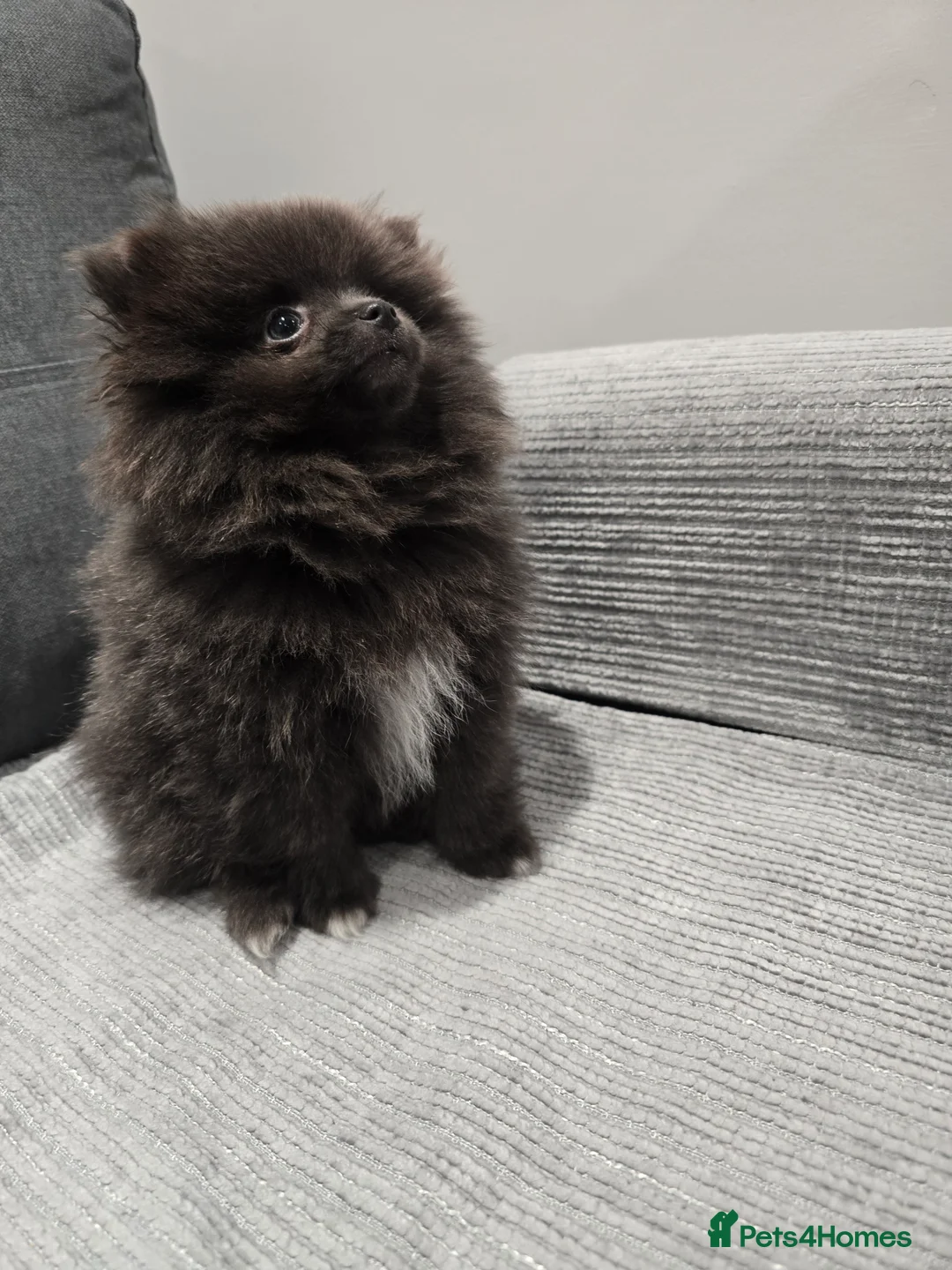 Pomeranian dogs for sale: Blue Pomeranian puppy - Advert 14