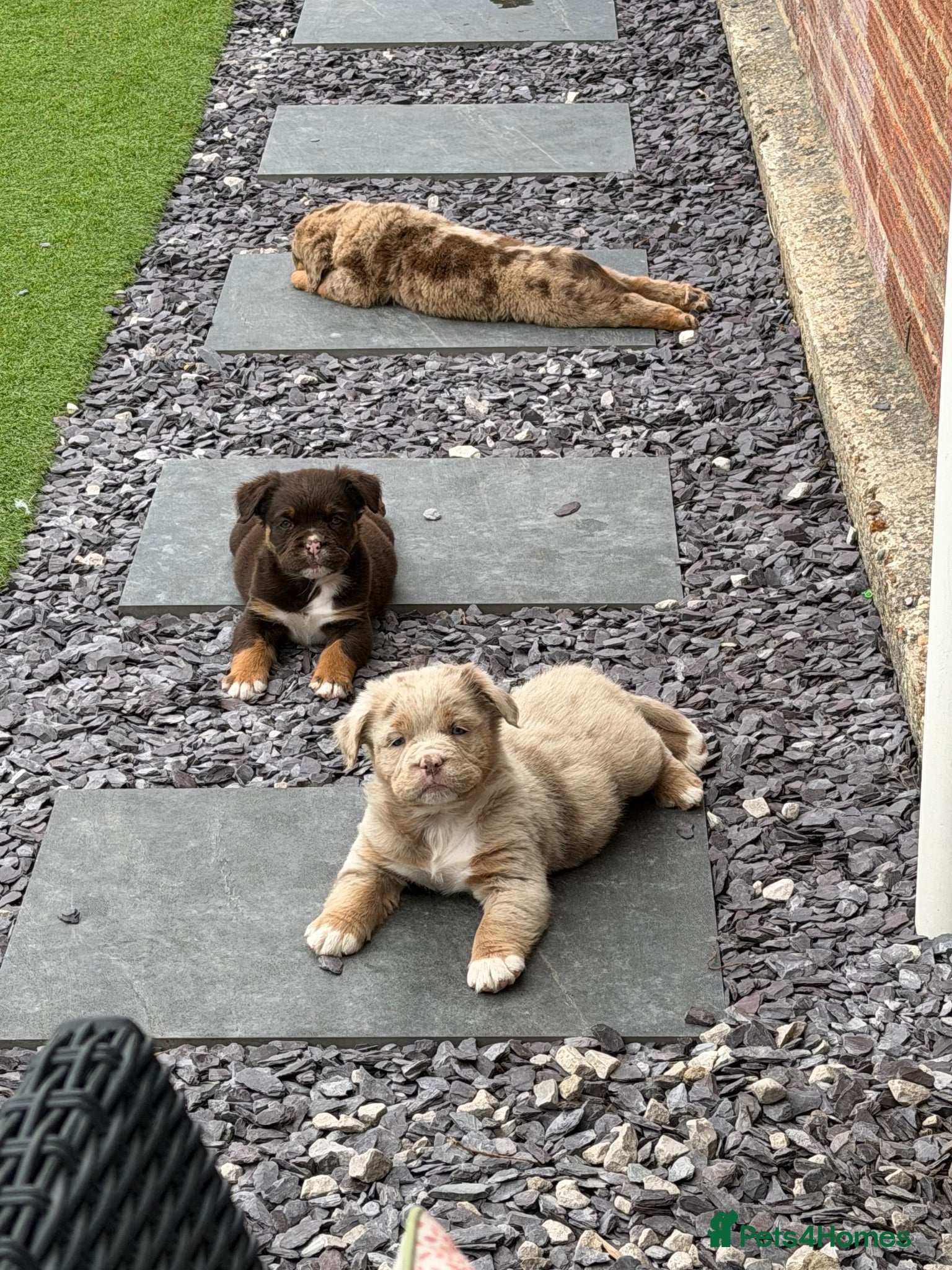 Olde English Bulldogge dogs EXCEPTIONAL QUALITY FLUFFY OLDE ENGLISH BULLDOGS ✨ - Advert 7