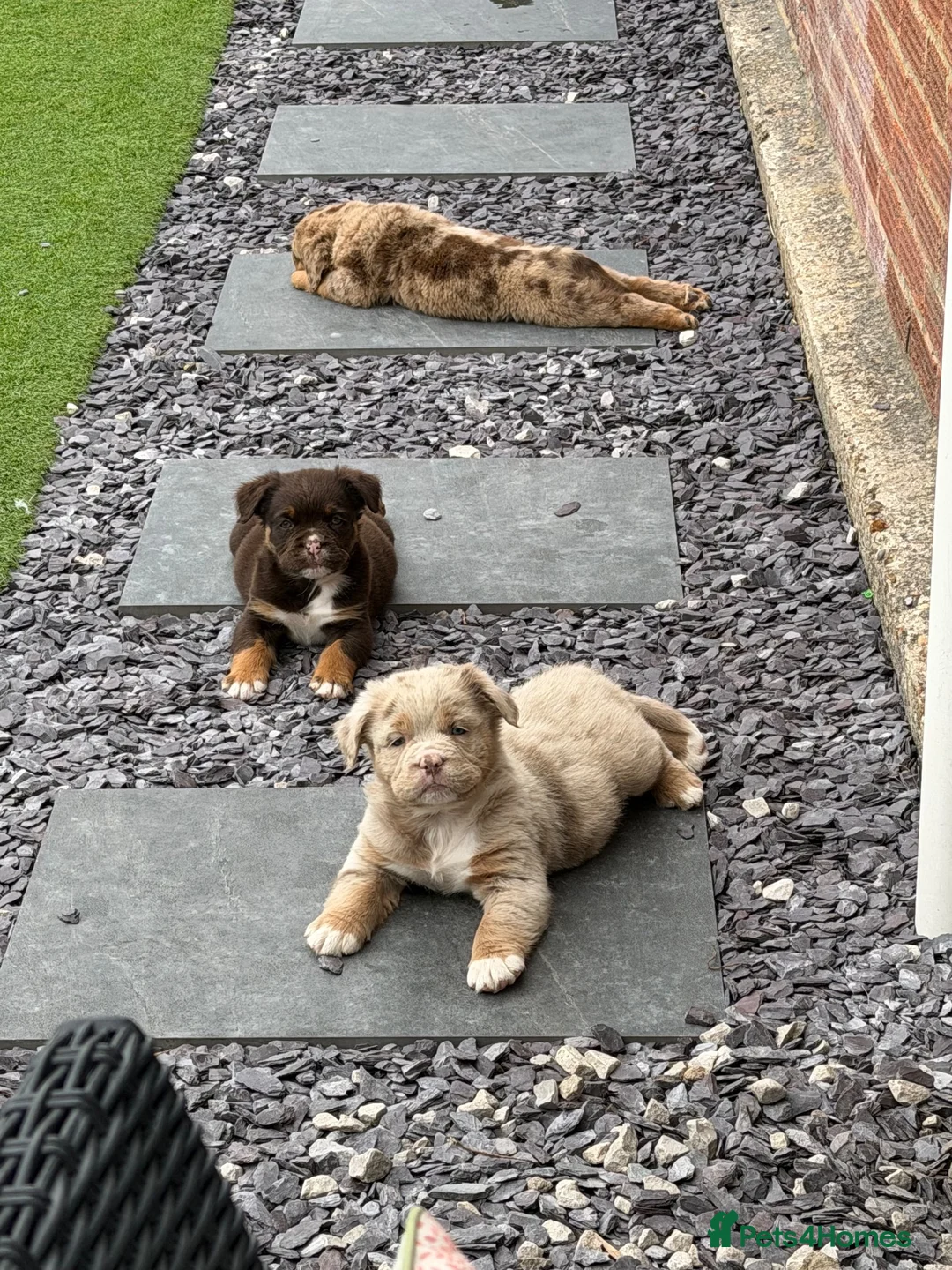 Olde English Bulldogge dogs for sale: EXCEPTIONAL QUALITY FLUFFY OLDE ENGLISH BULLDOGS ✨ - Advert 1