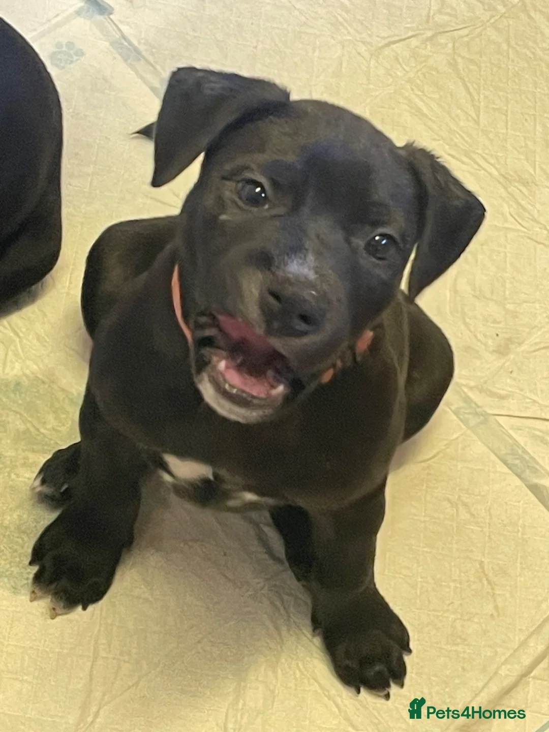 Staffordshire Bull Terrier dogs for sale: Stunning Brindle Staffordshire bull terriers - Advert 30