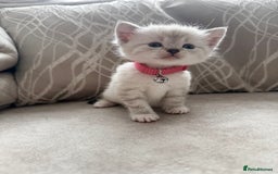 Mixed Breed cats for sale: Adorable kittens  - Image 2