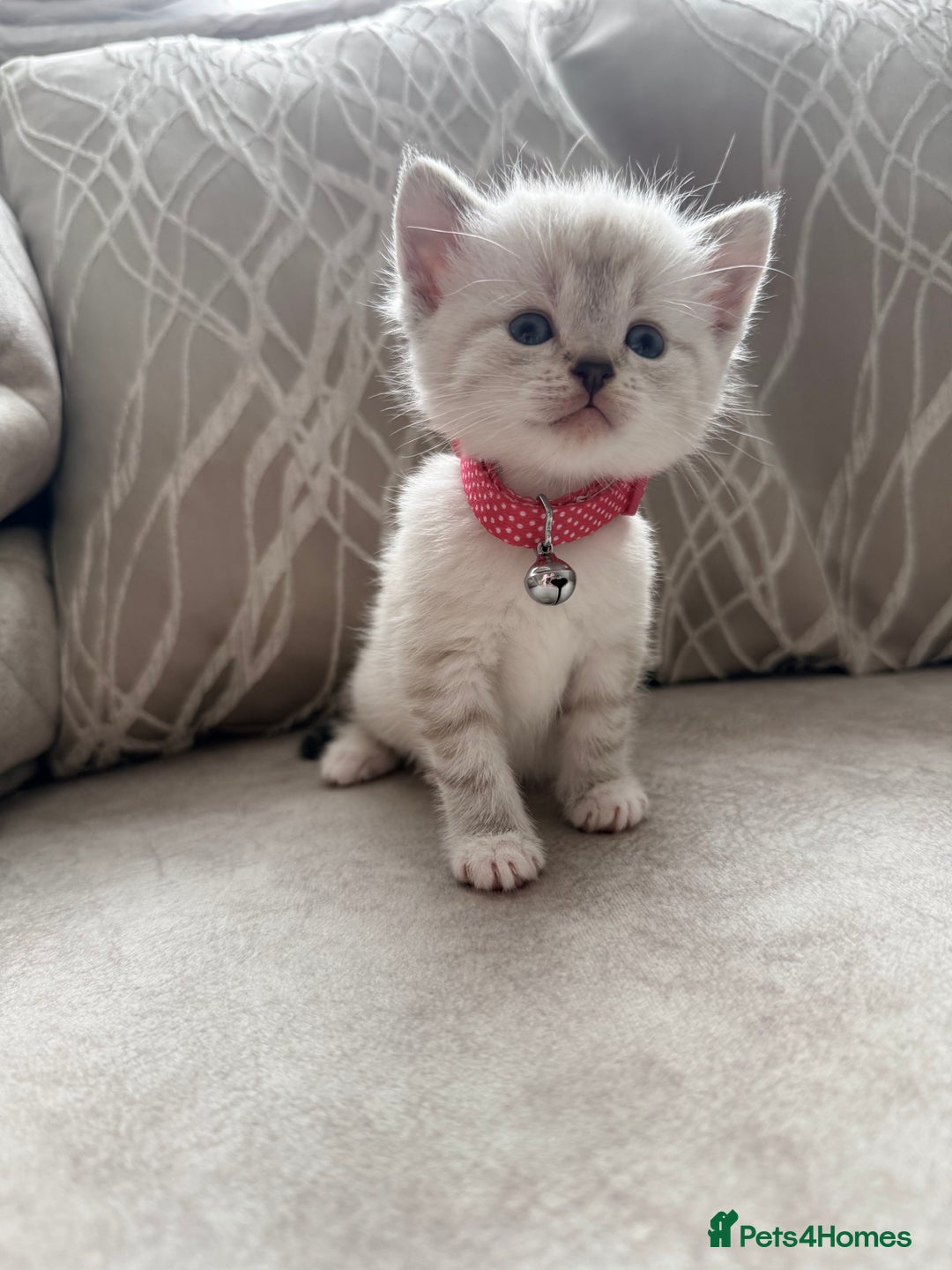 Mixed Breed cats for sale: Adorable kittens  - Image 2