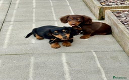 Dachshund dogs for sale: LONGHAIRED MINIATURE DACHSHUND READY NOW - Image 1