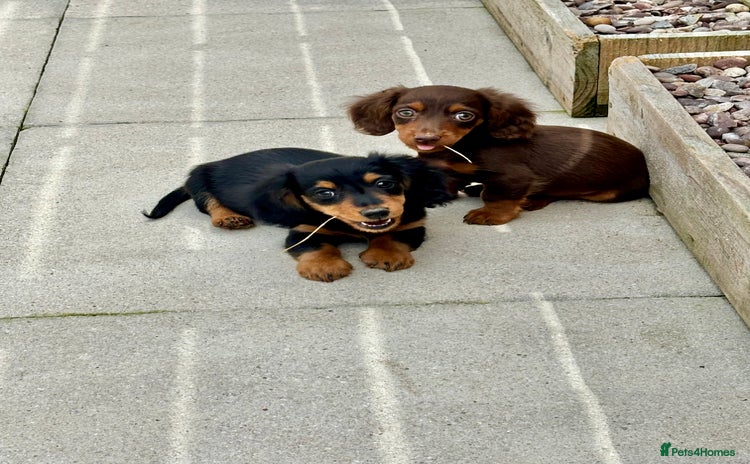 Dachshund dogs - Advert 3