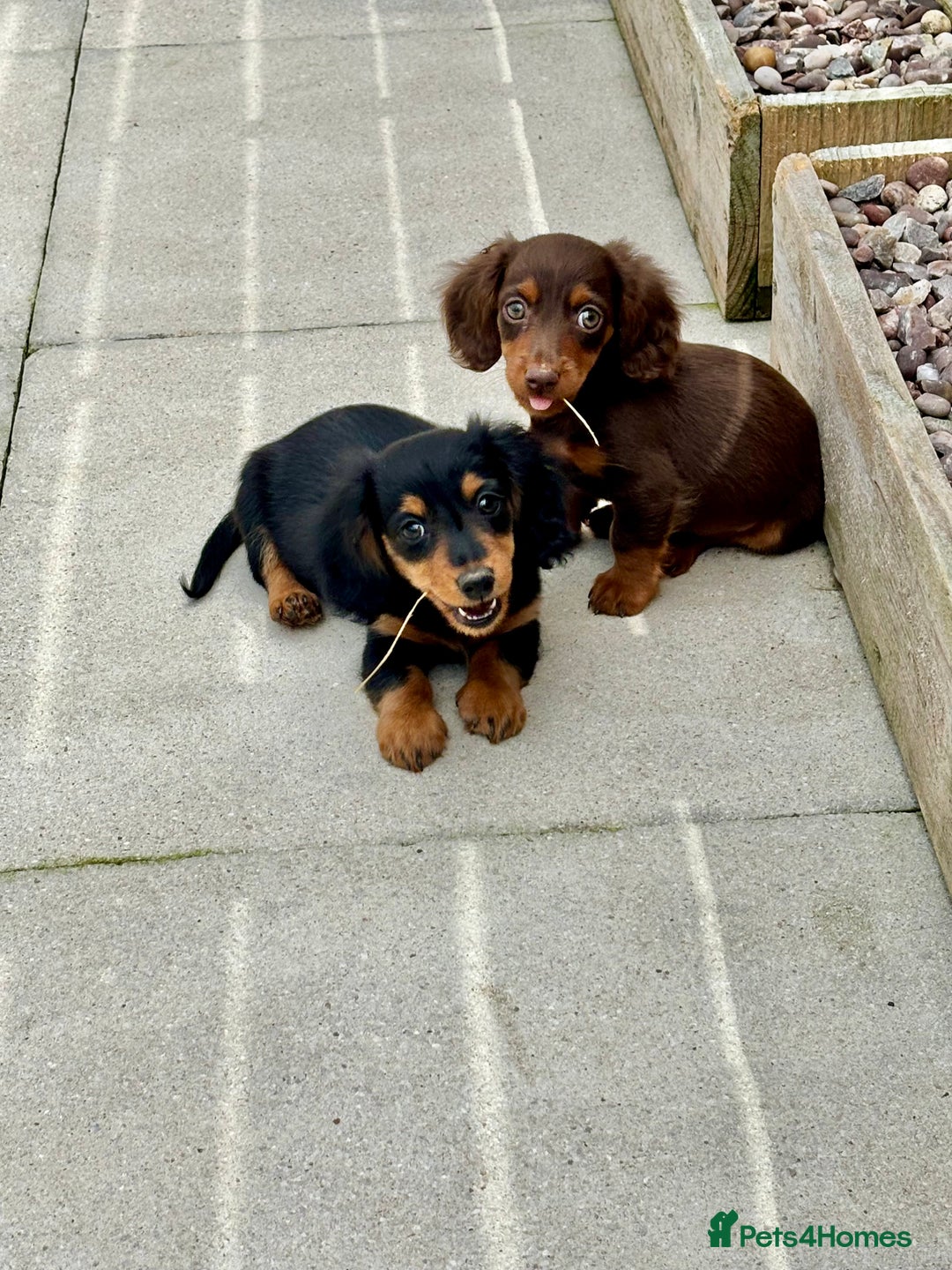 Dachshund dogs for sale: LONGHAIRED MINIATURE DACHSHUND READY NOW - Image 1