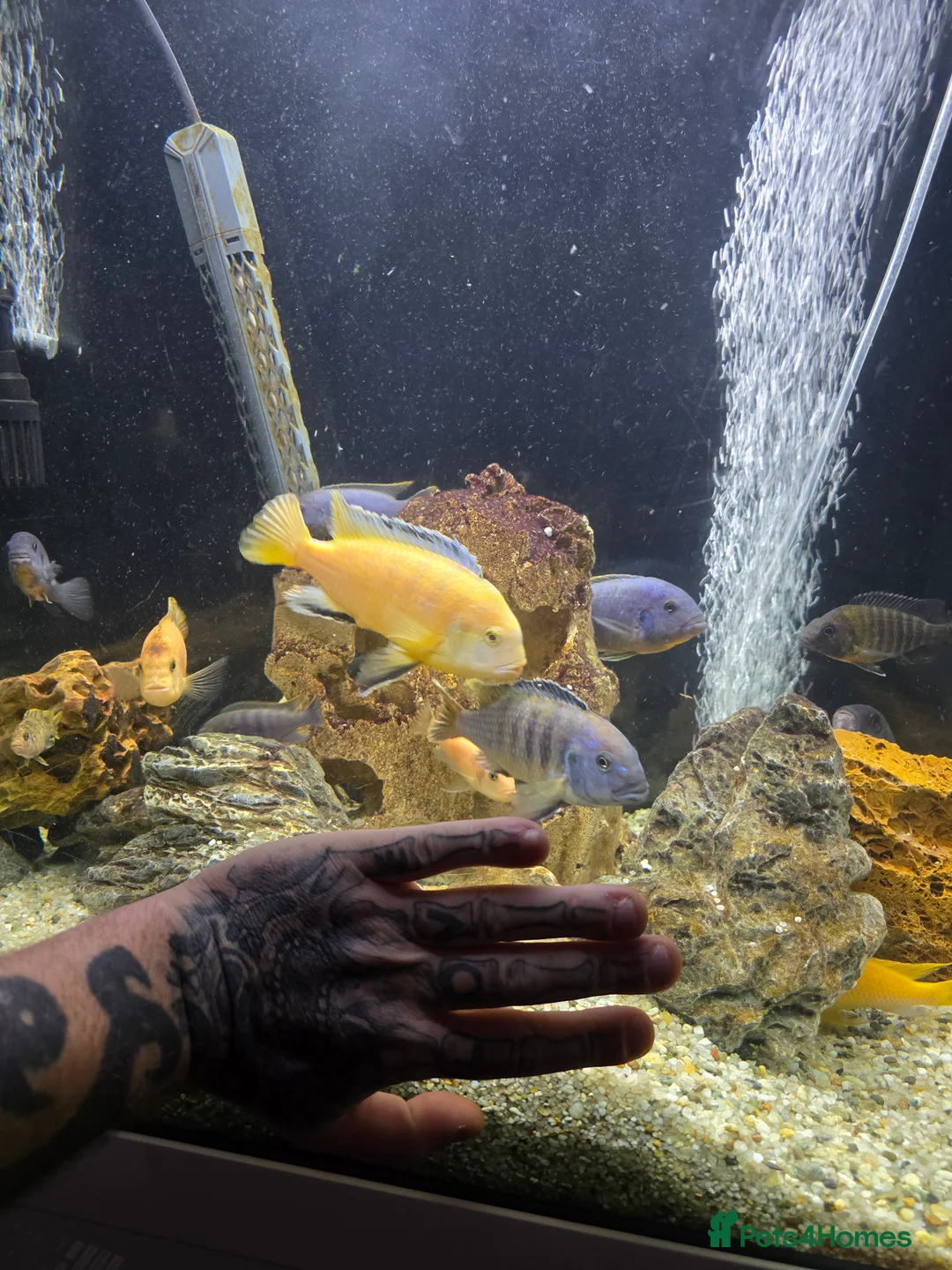 Cichlids fish for sale: Mixed large malawi cichlids - Advert 11