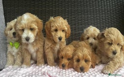 Maltipoo dogs for sale: Adorable Maltipoo  - Image 3