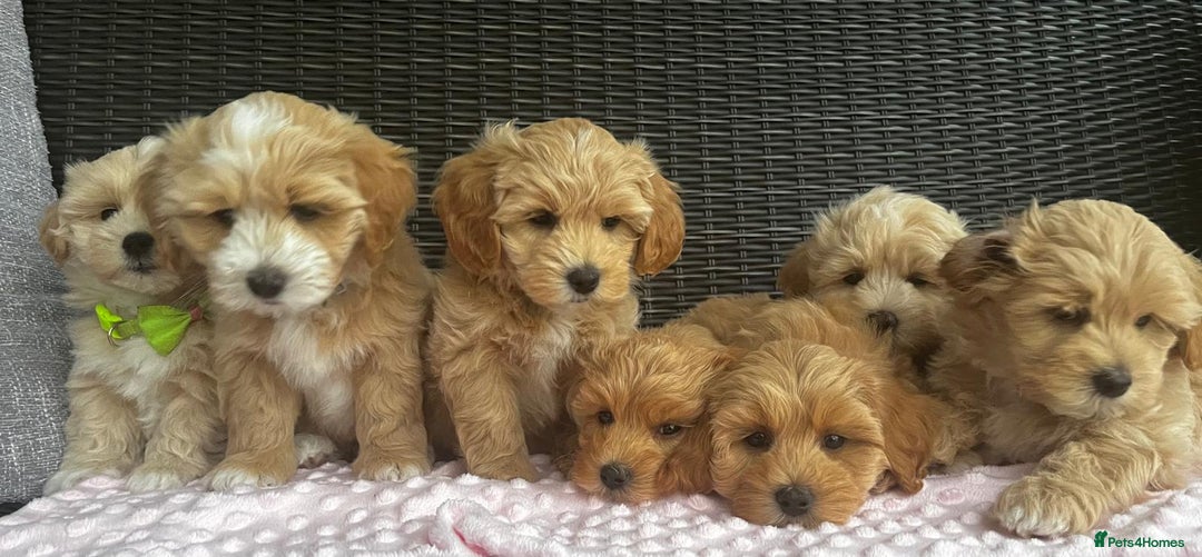 Maltipoo dogs for sale: Adorable Maltipoo  - Image 3