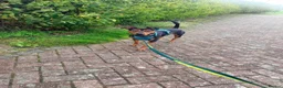 Patterjack dogs for adoption: Rabbit 🐇  in Carlisle - Advert 2