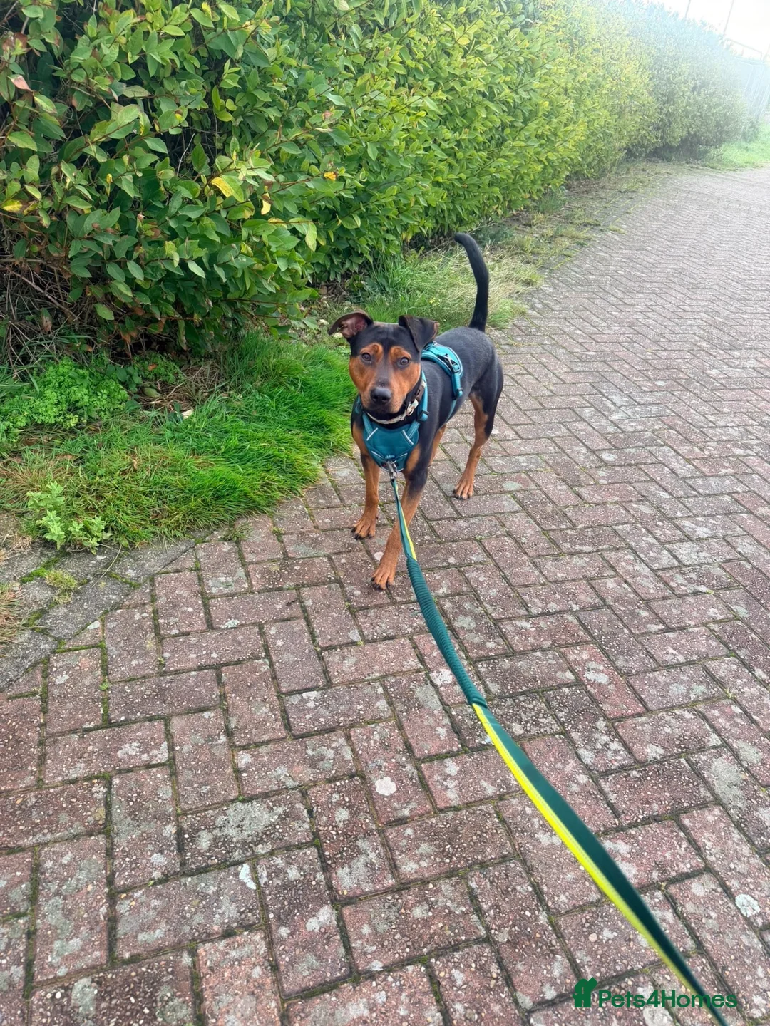 Patterjack dogs for adoption: Rabbit 🐇  in Carlisle - Advert 2