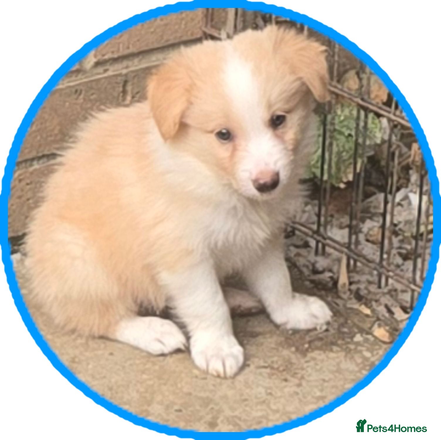 Border Collie dogs STUNNING HEALTH-TESTED BORDER COLLIES - Advert 1