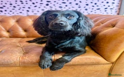 Cockapoo dogs for stud: Cockapoo (looks like spaniel father) for stud - Image 7