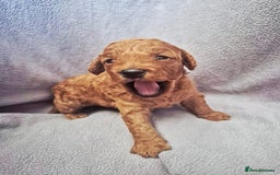 Toy Poodle dogs for sale: Exceptional Toy Poodles Health Tested&FamilyRaised - Image 2
