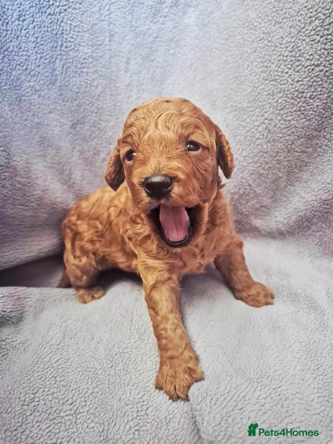 Toy Poodle dogs for sale: Exceptional Toy Poodles Health Tested&FamilyRaised - Image 2