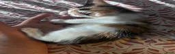 Mixed Breed cats for sale: 5 stunning kittens - Advert 12