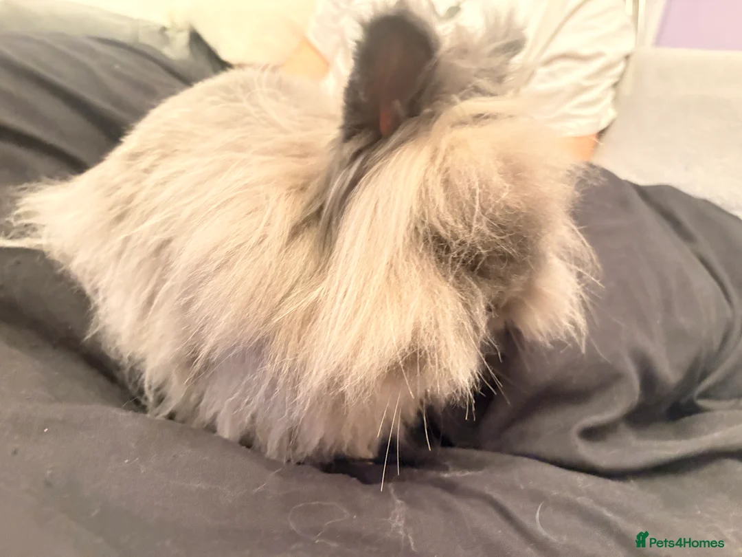 Lionhead rabbits for sale: Male lionhead for sale - Advert 5
