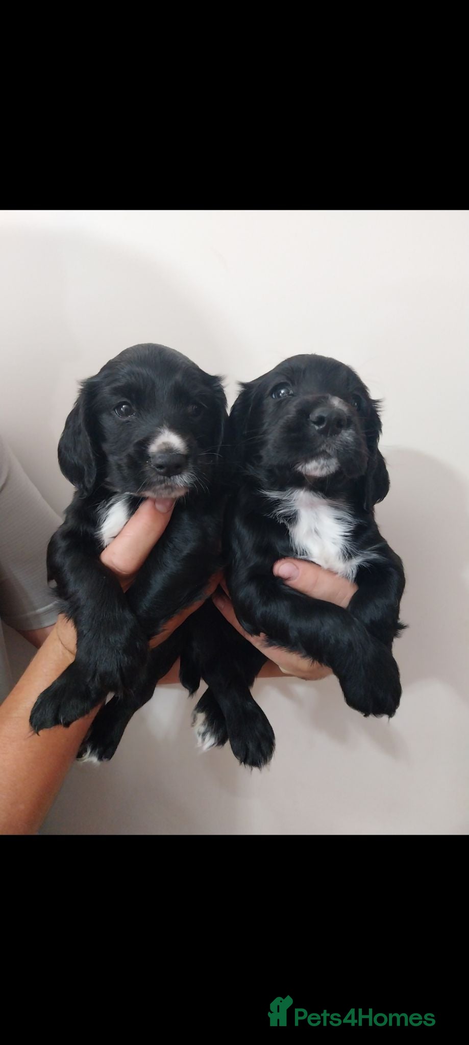Cocker Spaniel dogs Kc registered Cocker Spaniel puppies  - Advert 1