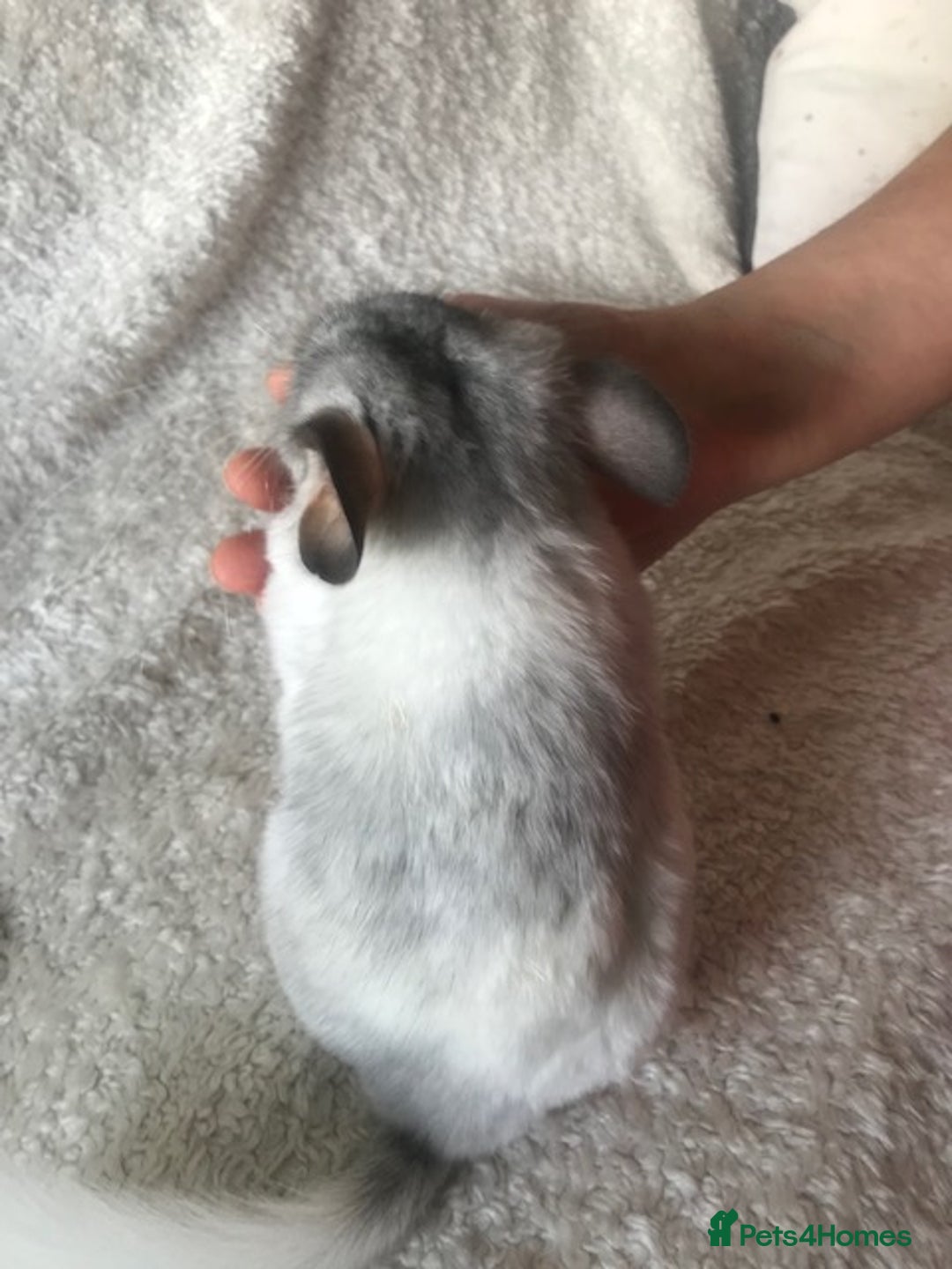 Chinchilla rodents for sale: Baby girl chinchilla - Advert 2