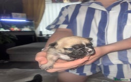 French Bulldog dogs for sale: French bulldog pups  - Image 5