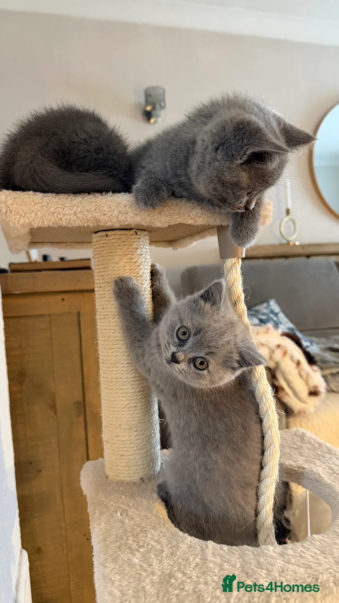 British Shorthair cats for sale: British Shorthair  - Advert 3