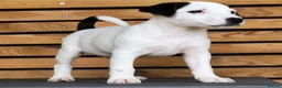 Parson Russell dogs for sale: Quality Parsons Russell Terrier Puppies - Advert 18