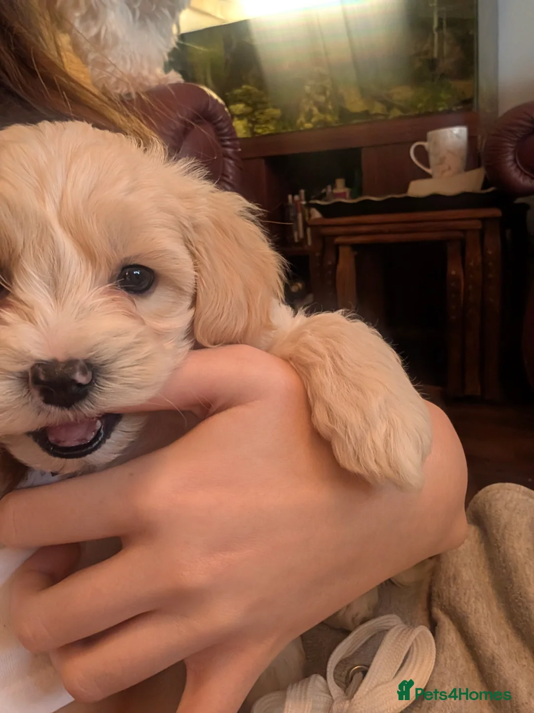 Maltipoo dogs for sale: Maltipoo puppies - Advert 4