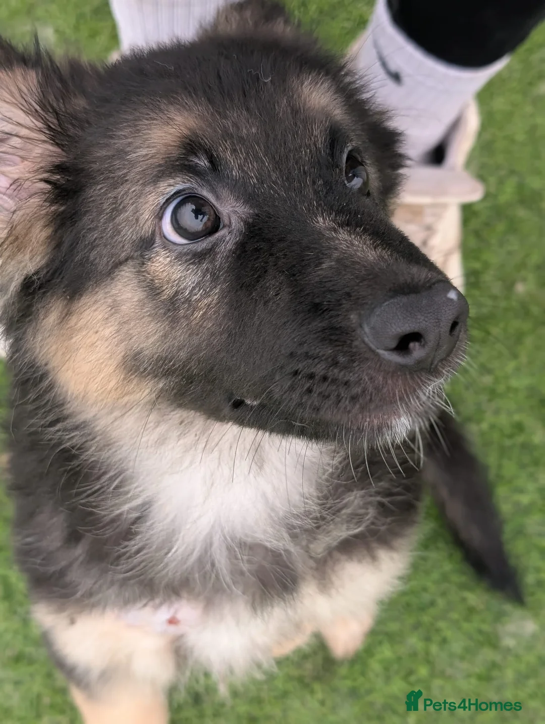 German Shepherd dogs for sale: Traditional Long Coat, Straight backed GSD Puppies - Advert 1