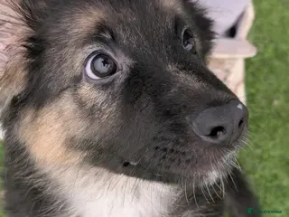 German Shepherd dogs Traditional Long Coat, Straight backed GSD Puppies - Advert 7