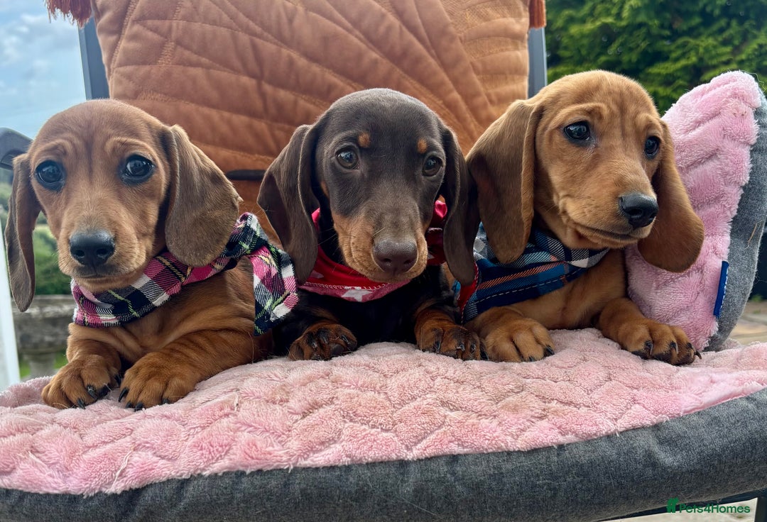 Miniature Dachshund dogs for sale: BEAUTIFUL KC REG & PRA CLEAR MINIS - 0% inbreeding - Image 3