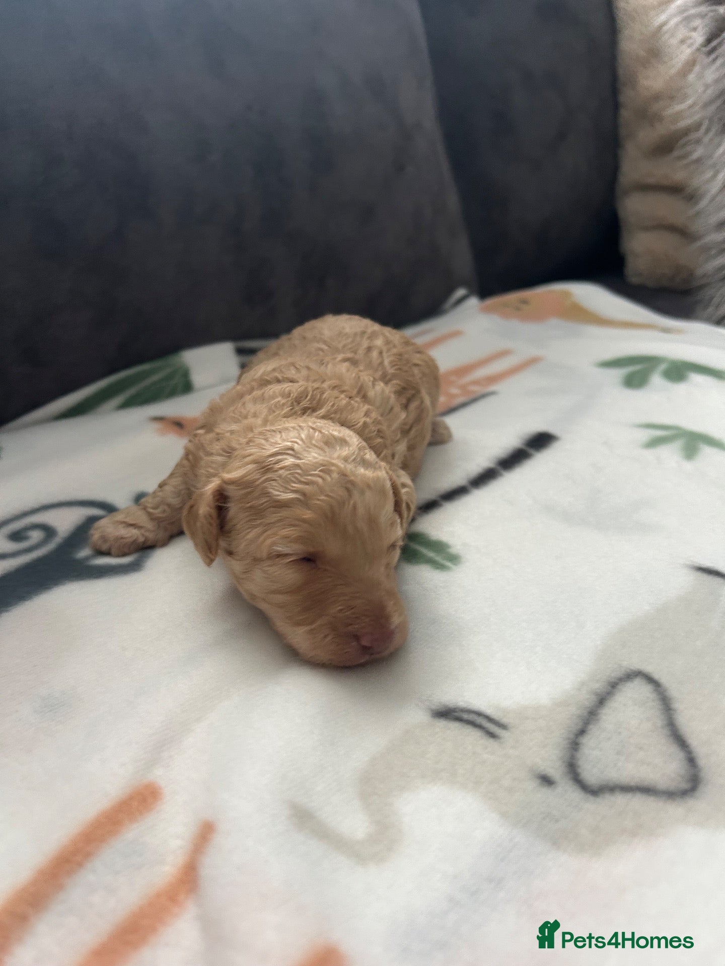 Toy Poodle dogs Stunning toy poodles  - Advert 2