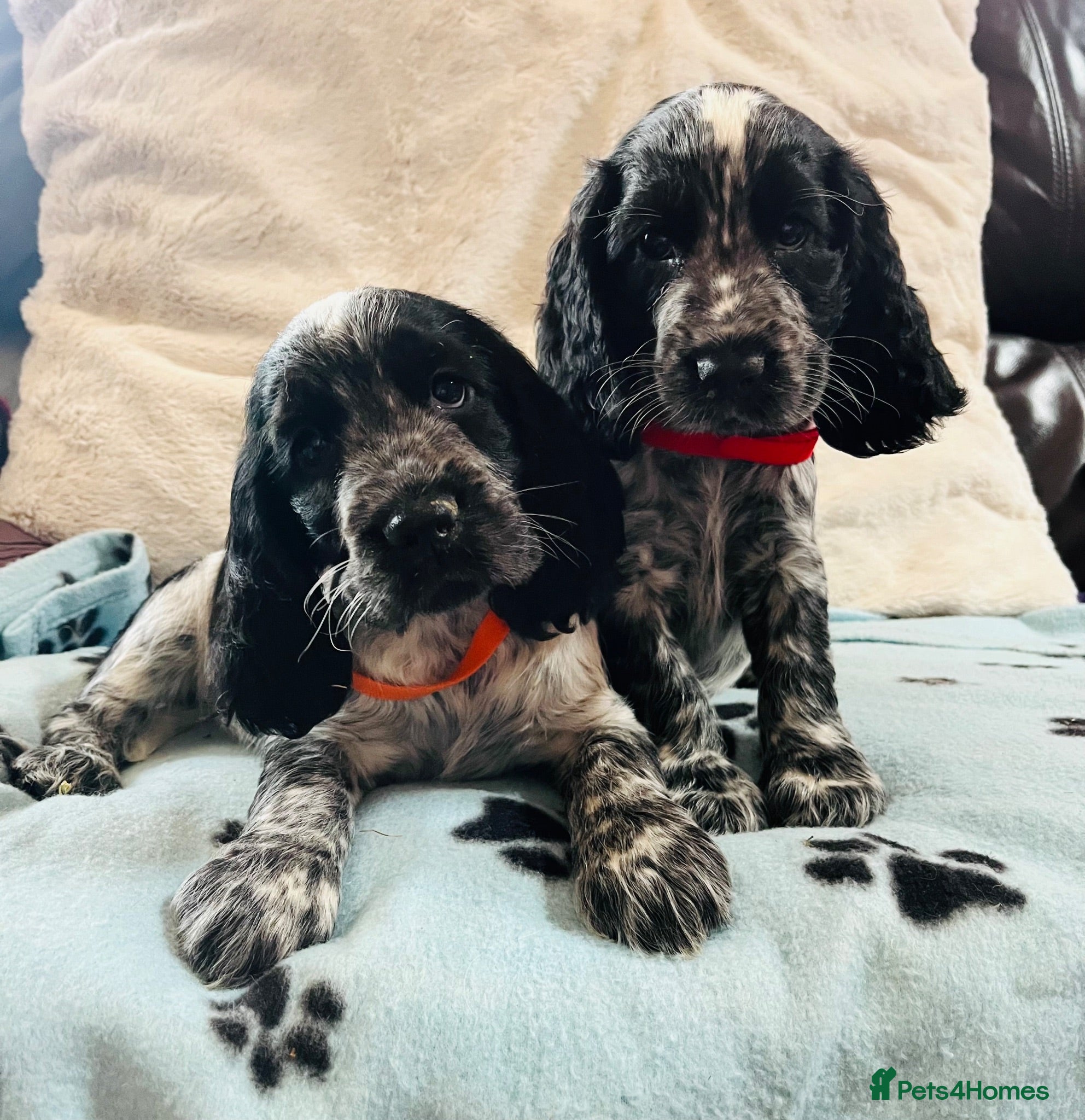 Cocker Spaniel dogs Show type cocker spaniel puppies  - Advert 6