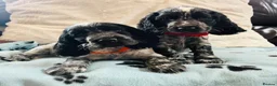 Cocker Spaniel dogs for sale: Show type cocker spaniel puppies  - Advert 4