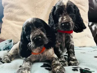 Cocker Spaniel dogs Show type cocker spaniel puppies - Advert 6