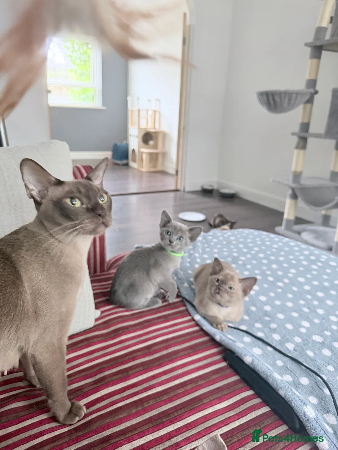 Burmese cats for sale: GCCF-Home raised-Chocolate girl unexpectedly avail - Advert 4
