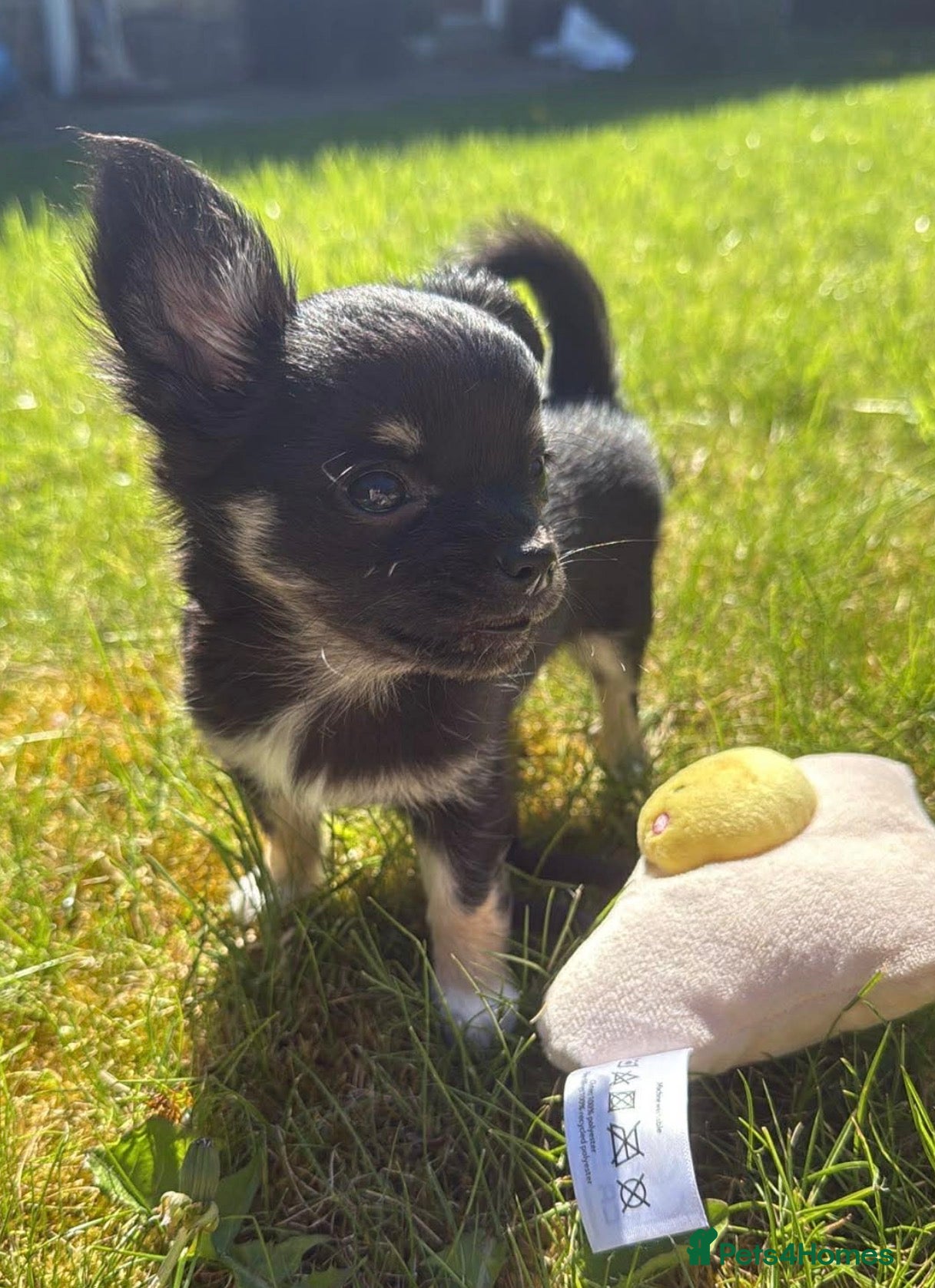 Chihuahua dogs Chihuahua Puppy tiny apple head boy - Advert 2